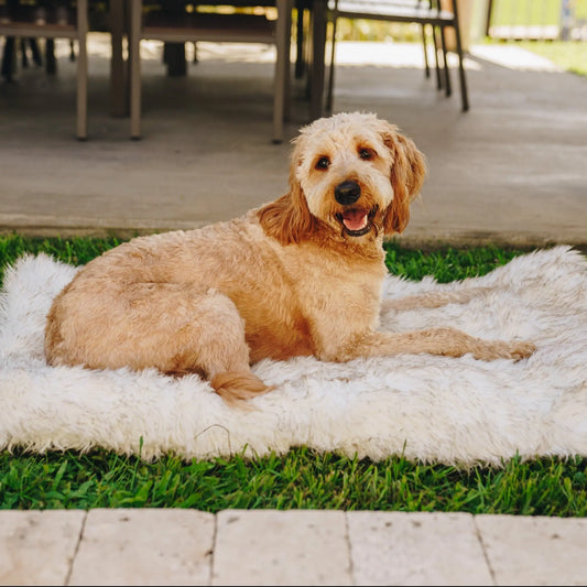 PupRug by Paw.com™ Portable Orthopedic Dog Bed - White with Brown Accents Paw.com
