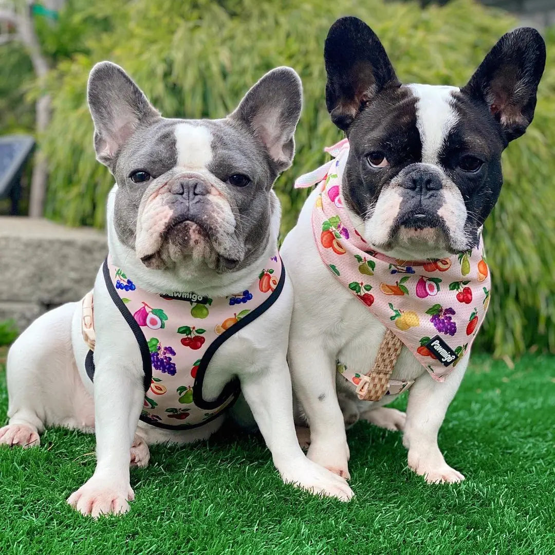 Frootie Patootie Reversible Harness Pawmigo