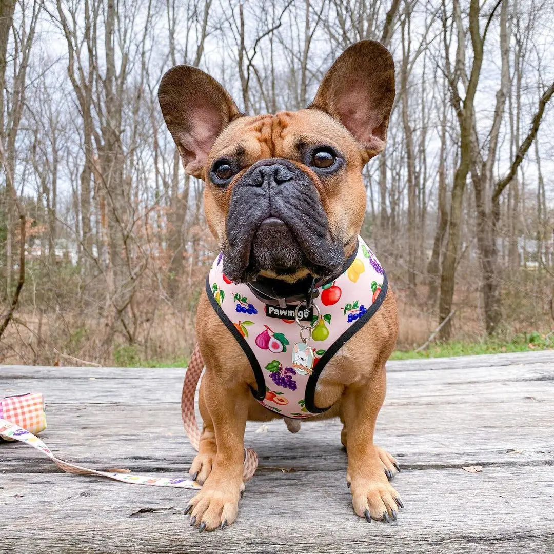 Frootie Patootie Reversible Harness Pawmigo
