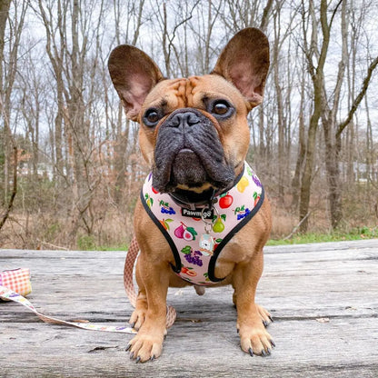 Frootie Patootie Leash Kit Pawmigo