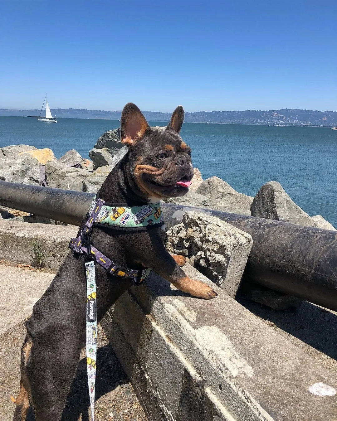 Muddy Paws Reversible Harness Pawmigo