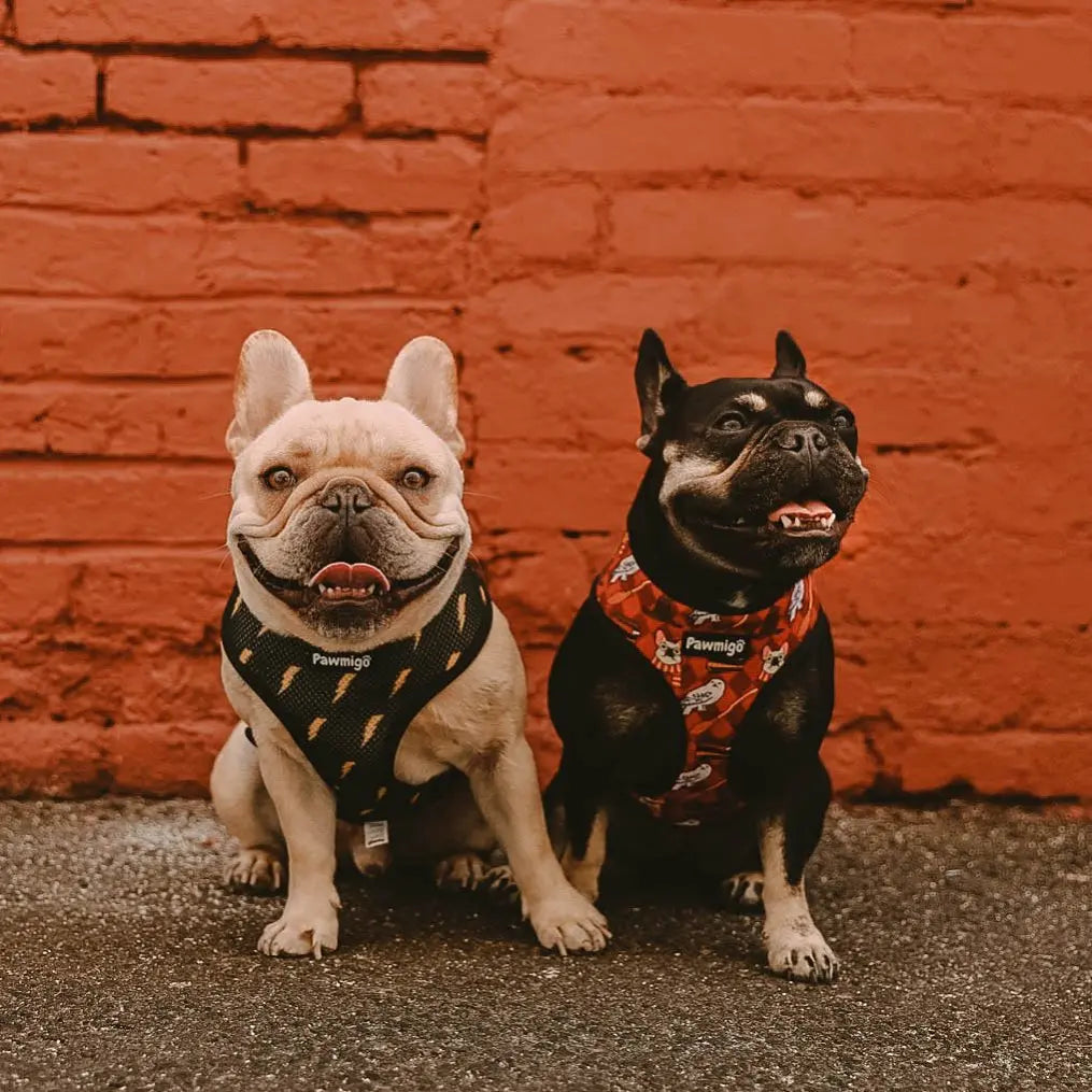 Pawgwarts Reversible Harness Pawmigo