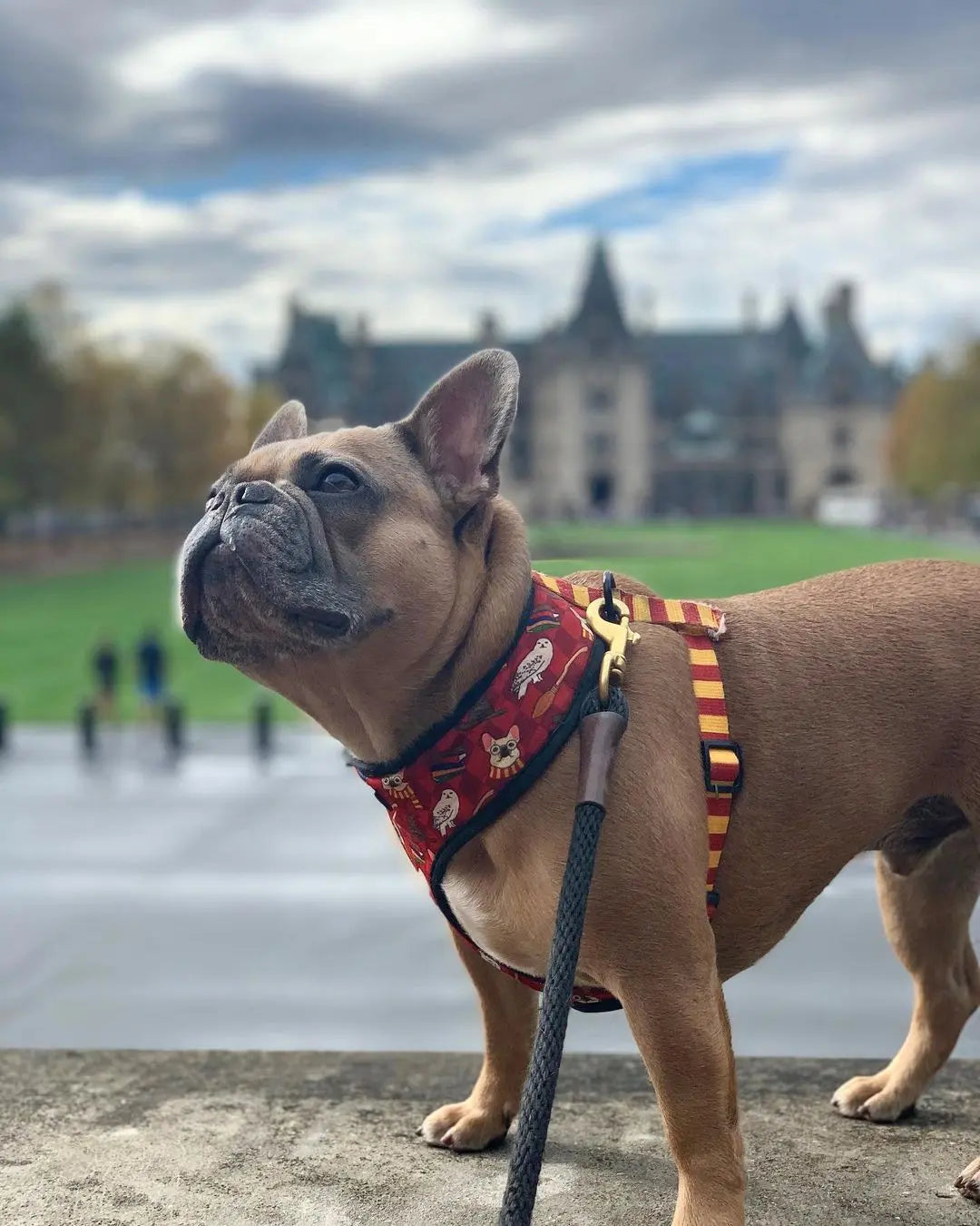 Pawgwarts Reversible Harness Pawmigo