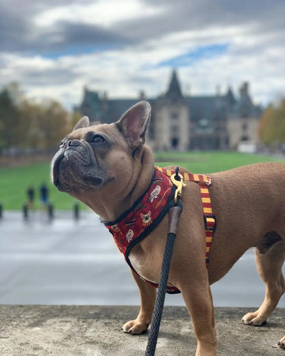 Pawgwarts Reversible Harness Pawmigo