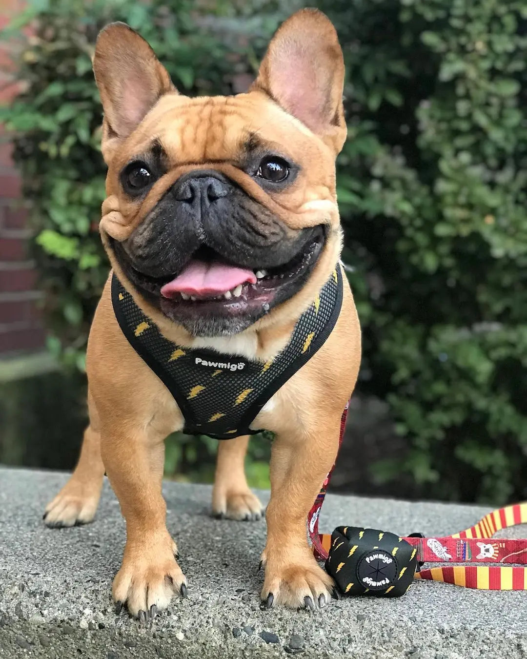 Pawgwarts Reversible Harness Pawmigo
