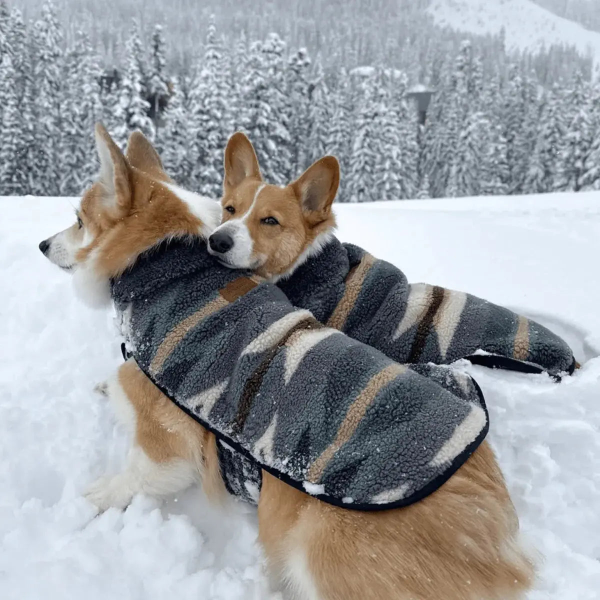 Pendleton Dog Coat-K9 Outdoors