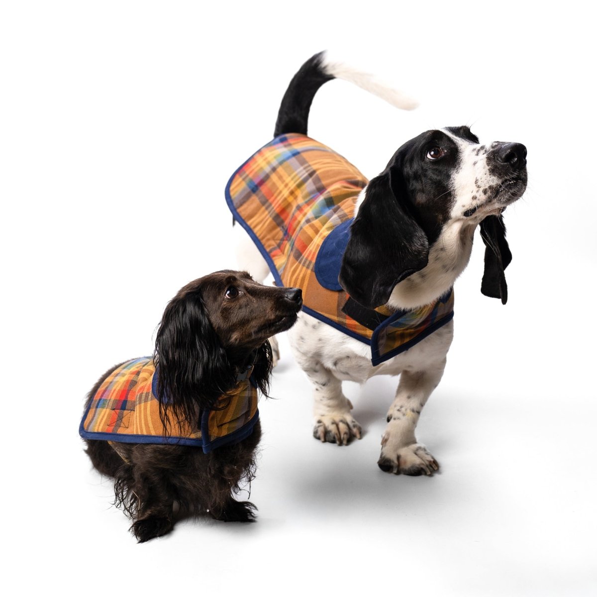 Pendleton Plaid Pet Coat in Block Plaid woven cotton with quilted canvas lining