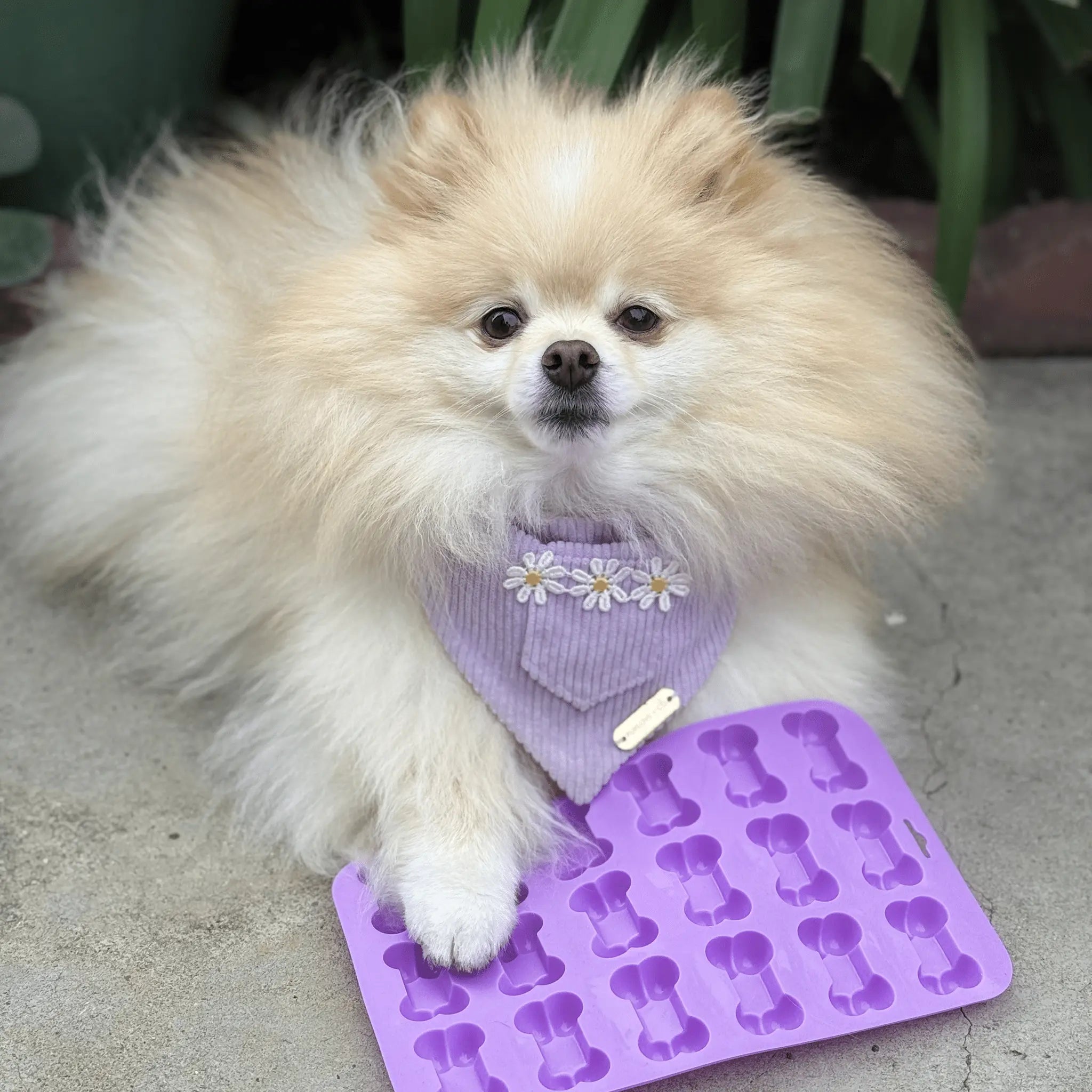 Pet Treat Molds Farm To Pet