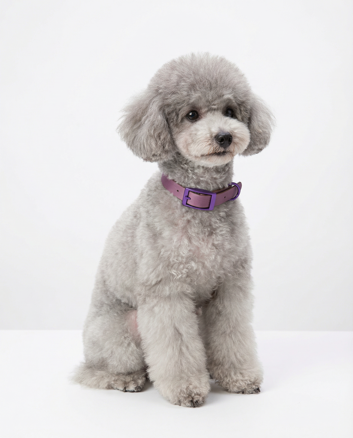 Jelly Collar - Waterproof Collar For Small Dogs (4 colors)