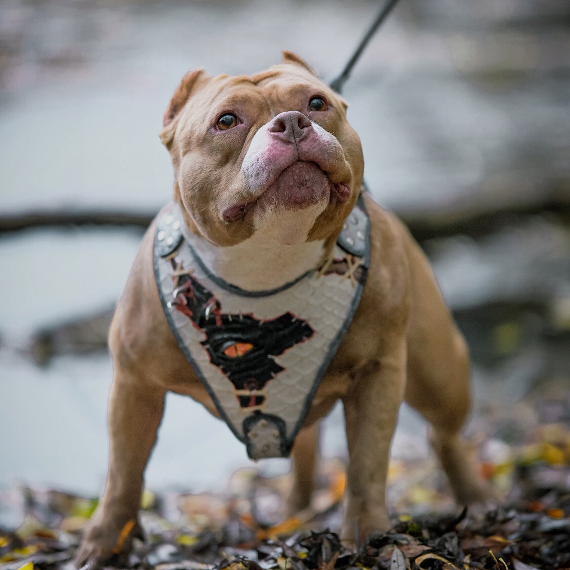 Bestia Dragon's Eye Leather Dog Harness – Limited Edition