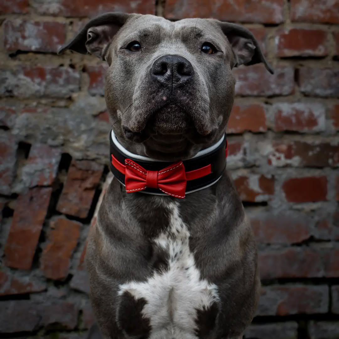Bestia Bowtie Leather Dog Collar – Black