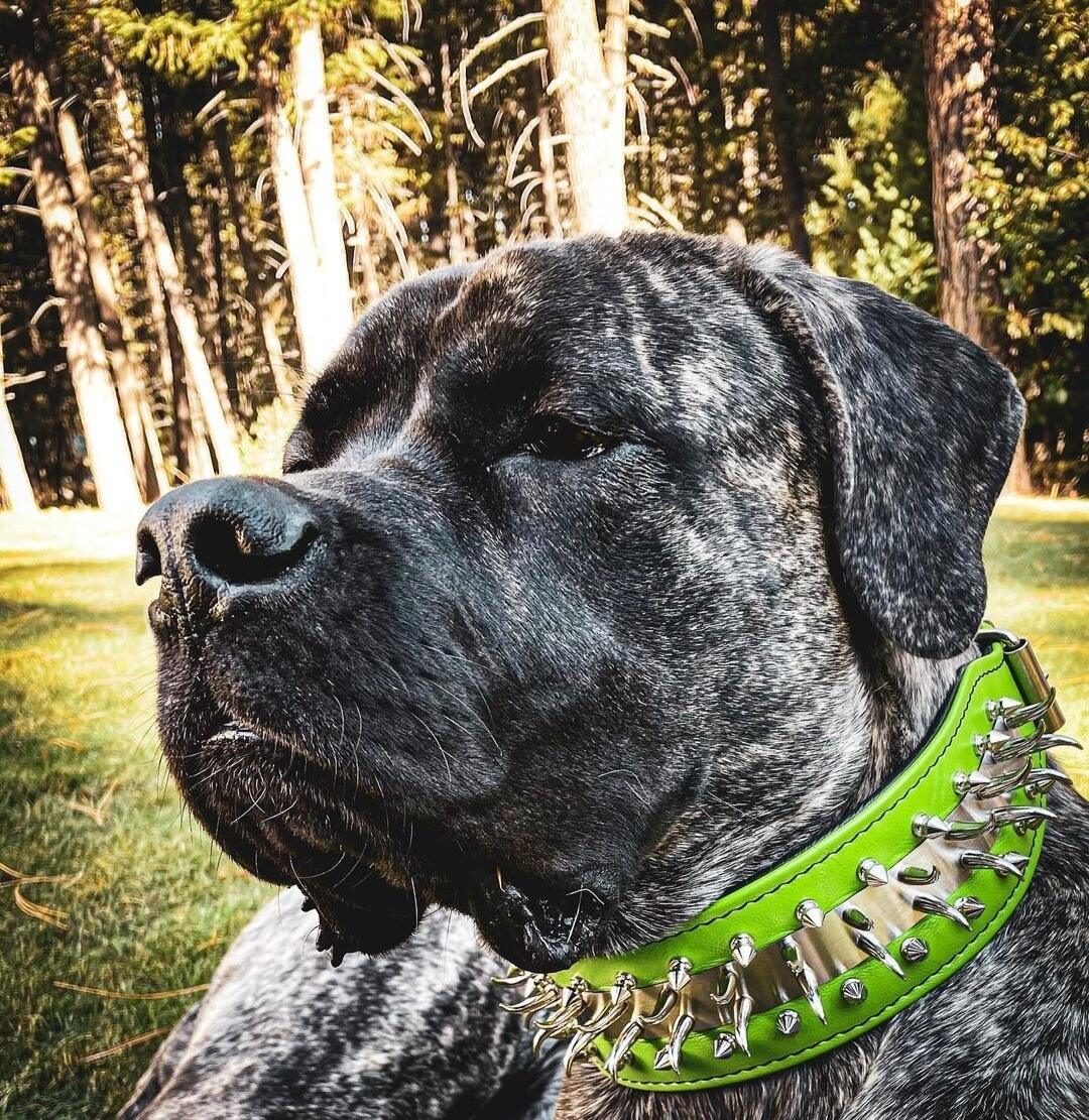 Bestia Predator Leather Dog Collar – Green
