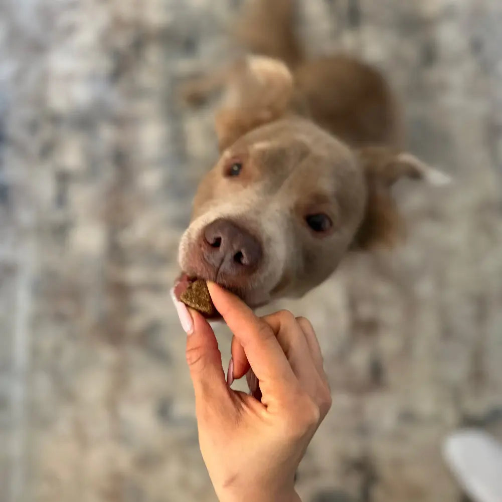 Multivitamins Chews (90 Chews) Freezbone