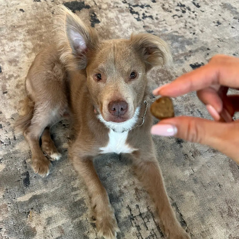 Probiotic Chews (90 Chews) Freezbone