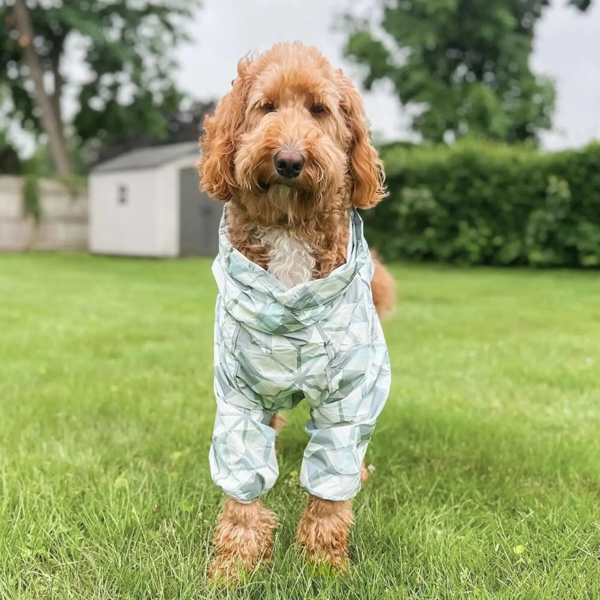 Puddle Jumper Dog Raincoats WOOFESSENTIAL