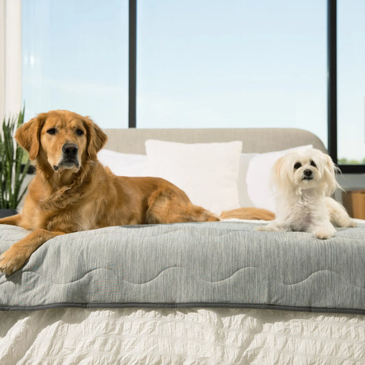 PupChill™ Cooling Waterproof Runner Blanket - Arctic Grey Paw.com