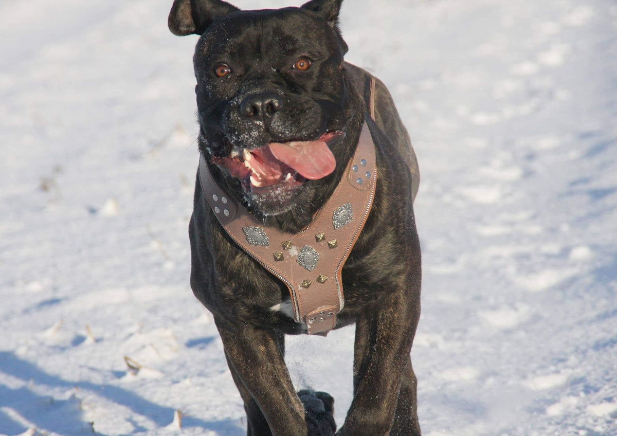 Bestia Aztec Leather Dog Harness – Grey