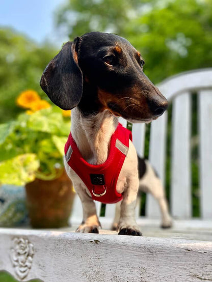 SoHo Dog Harness - Iconic Red Dogistry™