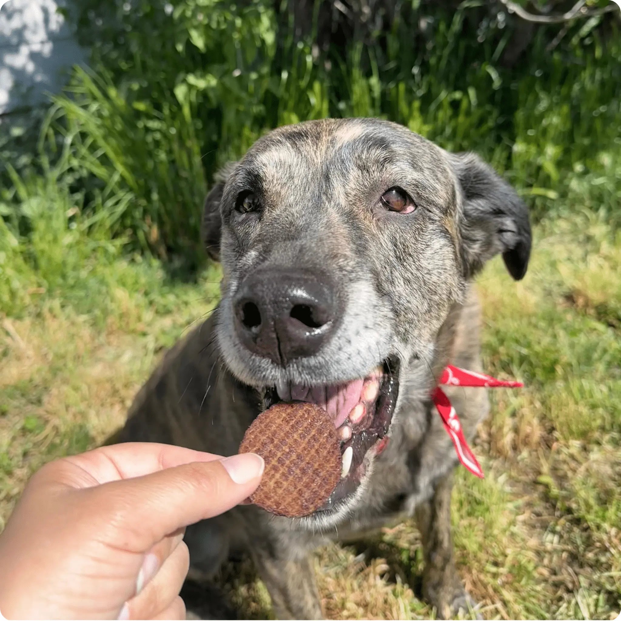 Beef Chips Dog Treats | Single-Ingredient Healthy Treats for Dogs Farm To Pet
