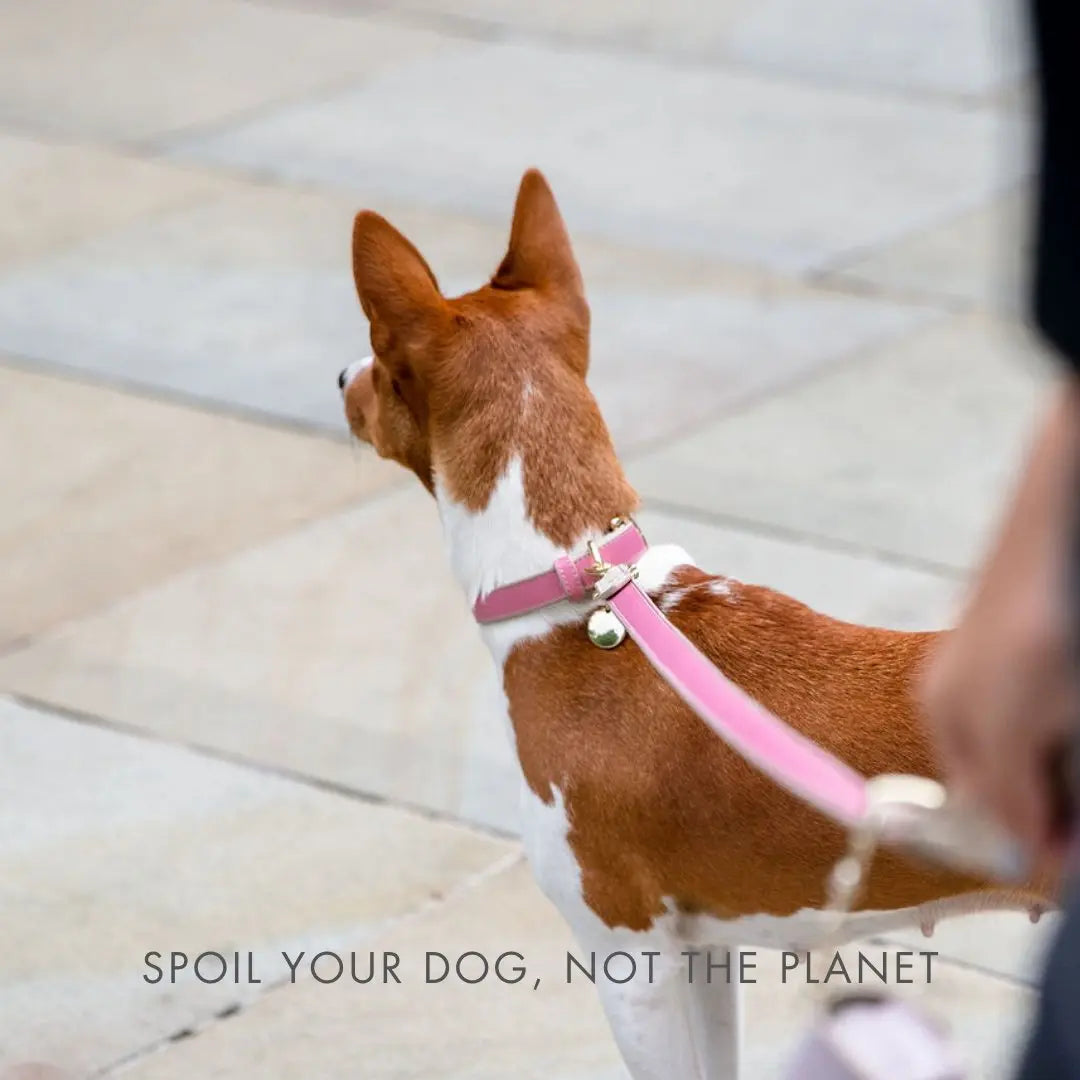 Leash 4ft - Vegan Leather - Rio Nina Woof