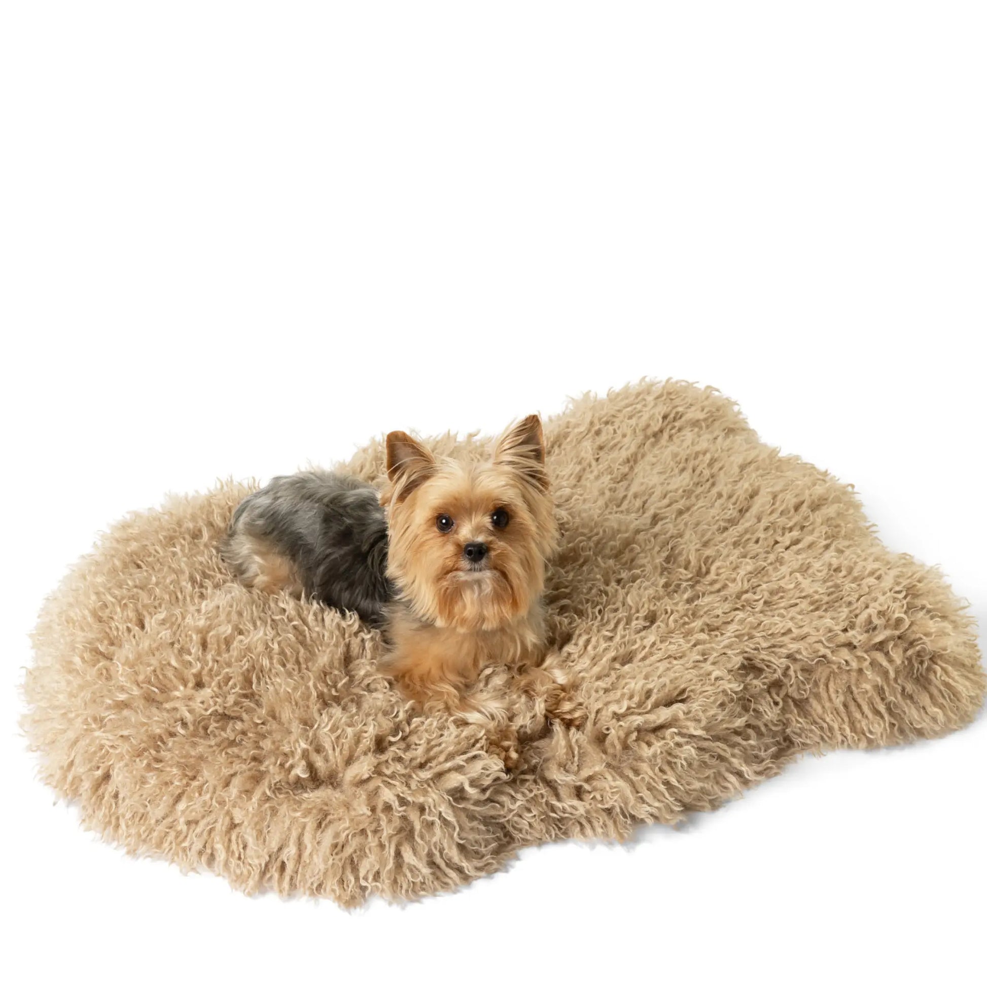 PupRug™ Luxe Faux Fur Orthopedic Dog Bed -  Plush Sheep Tan Paw.com
