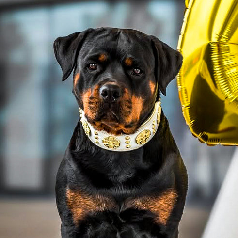 The “Maximus” Collar — White & Gold