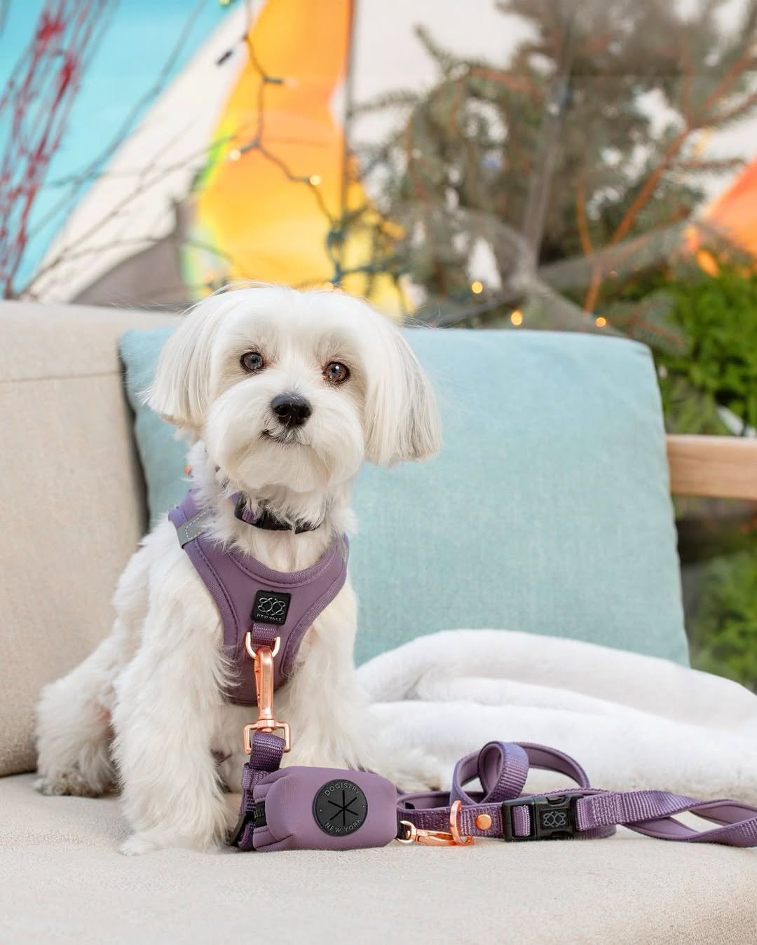 City Dog Leash - Lilac Gray Dogistry™