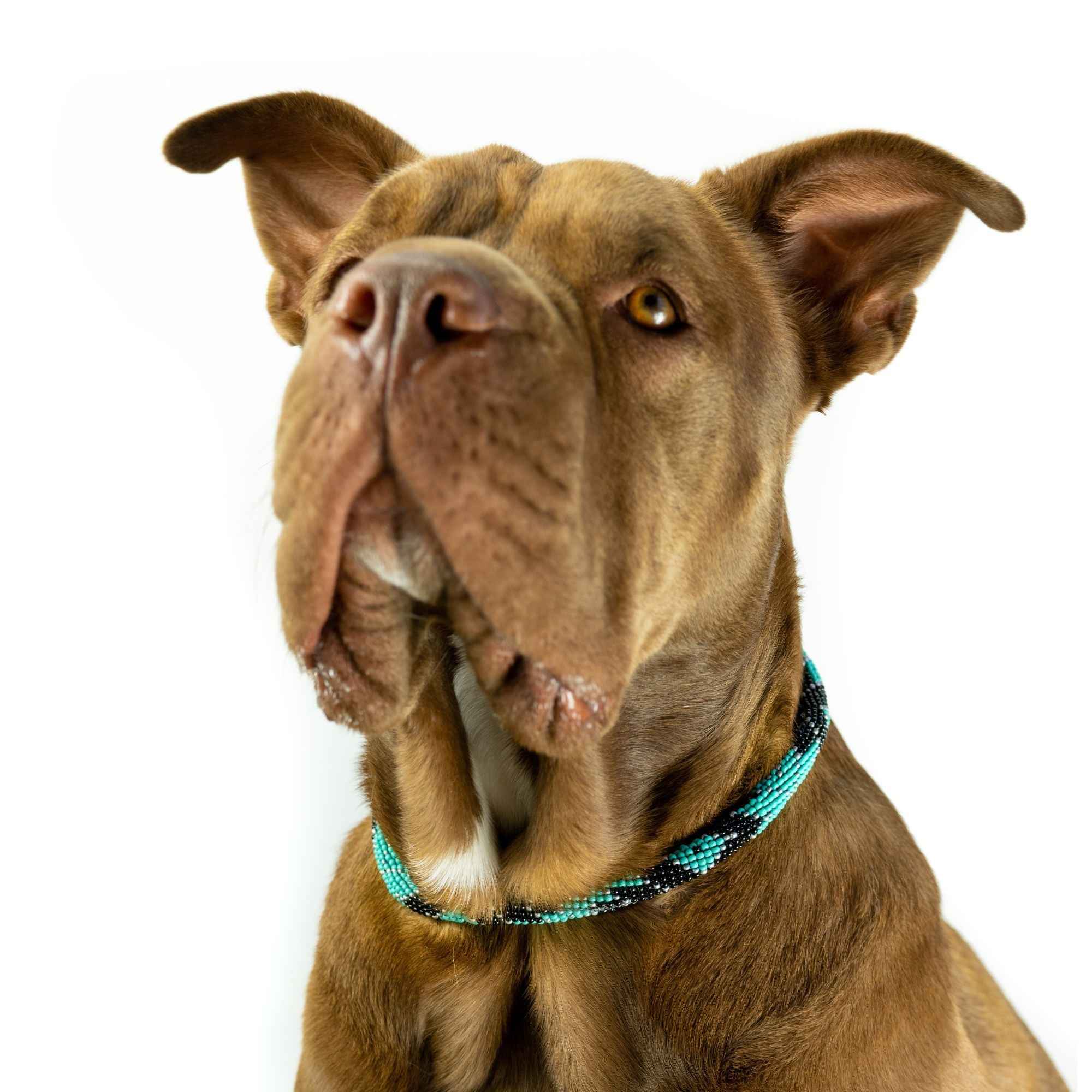 Saint Barth Sambboho dog collar (rolled)