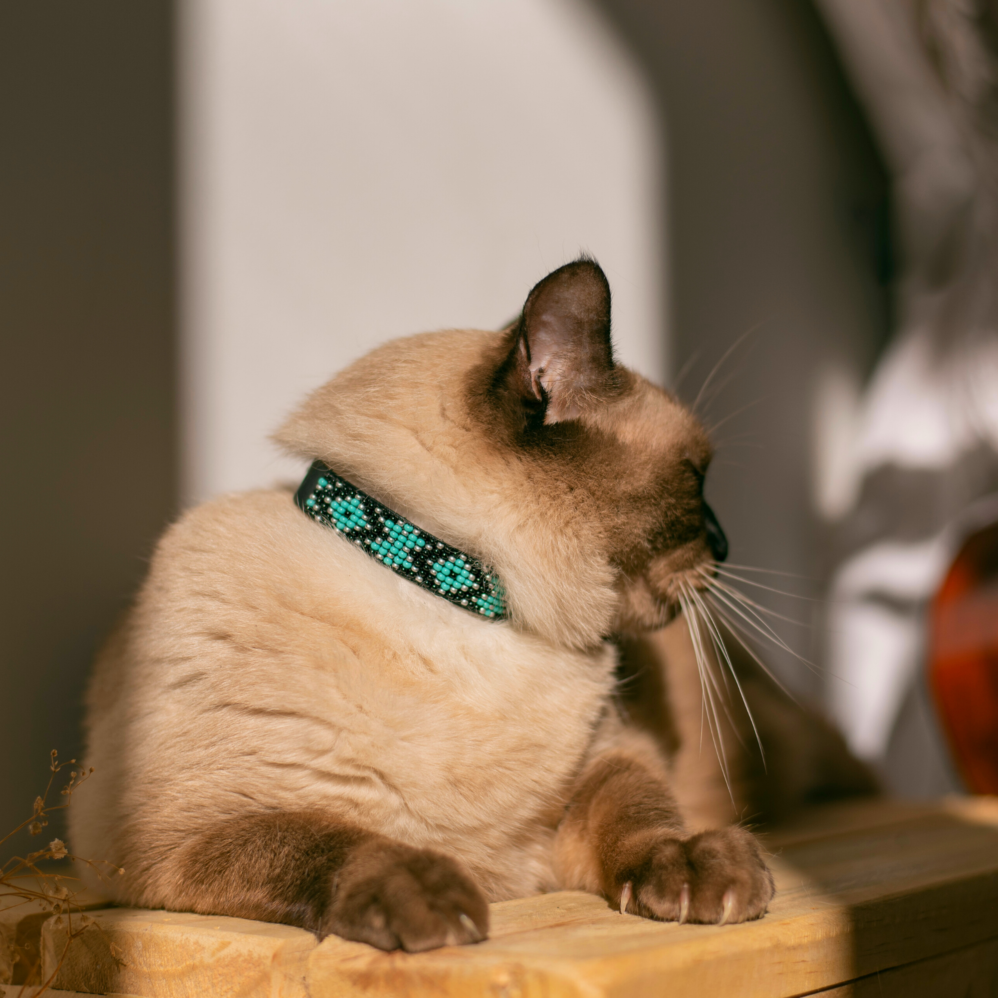 Saint Barth Sambboho cat collar