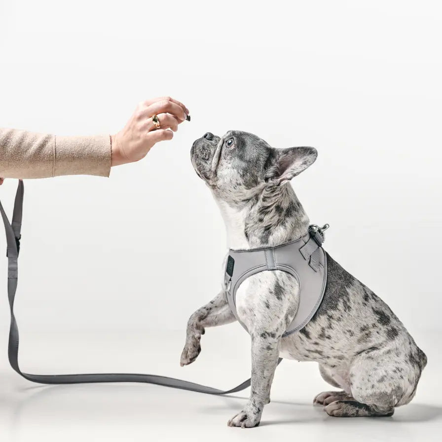 SoHo Dog Harness - Steel Dogistry™