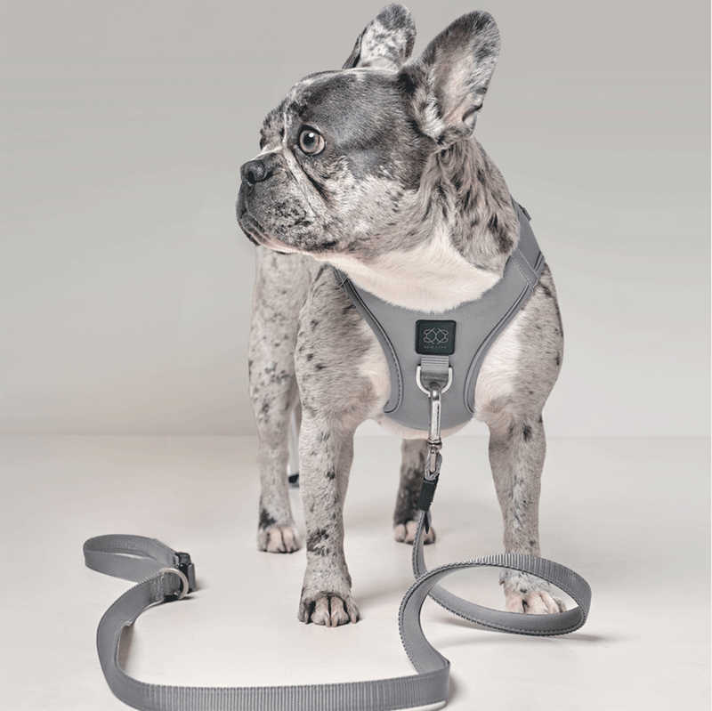 SoHo Dog Harness - Steel