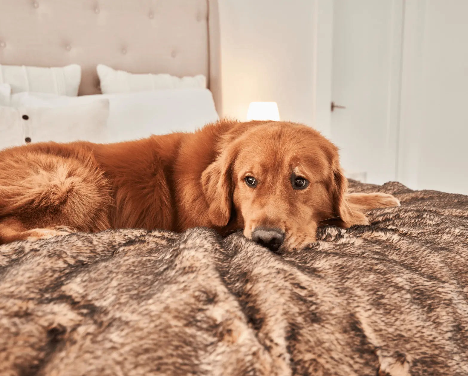 PupProtector™ Summer Short Fur Waterproof Throw Blanket - Sable Tan Paw.com