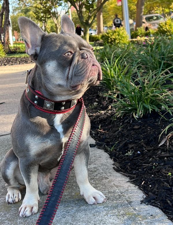 Bestia Eros 2" Leather Dog Collar
