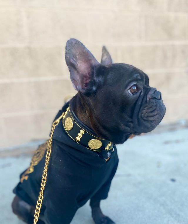 Bestia Maximus 2" Leather Dog Collar – Gold