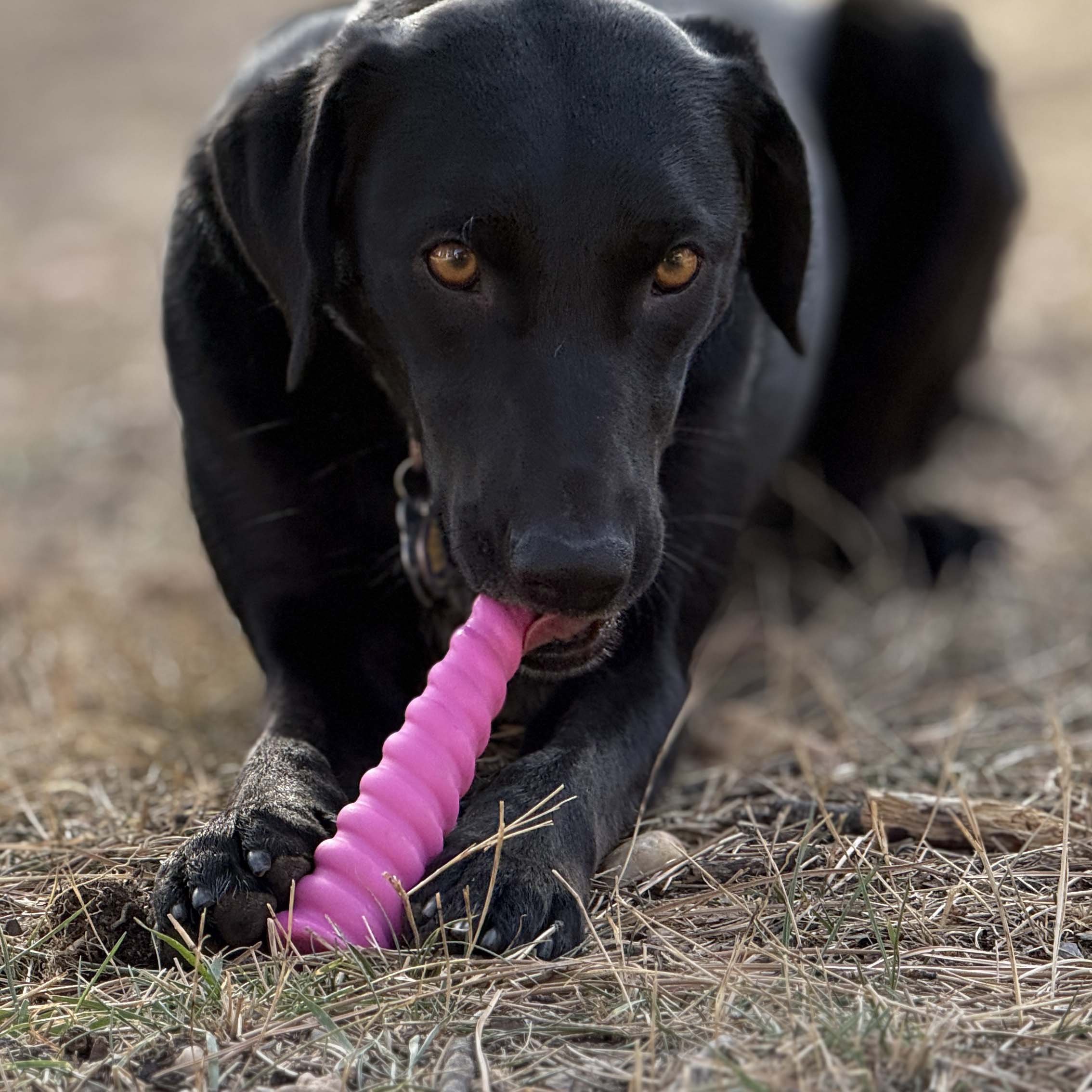 Unicorn Horn Nylon Dog Chew Toy | Durable for Aggressive Chewers | SodaPup