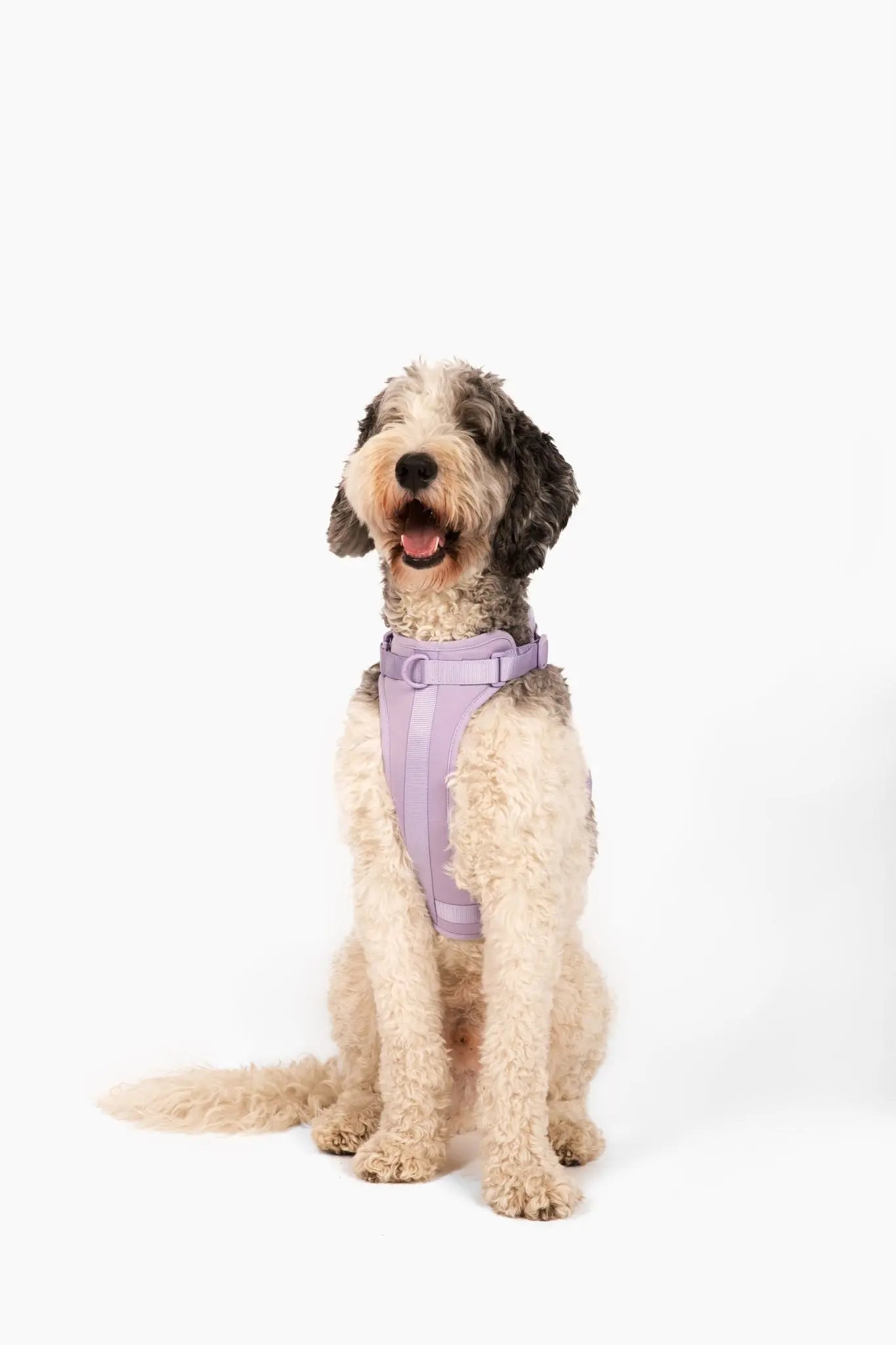 Harness - K9 Outdoors