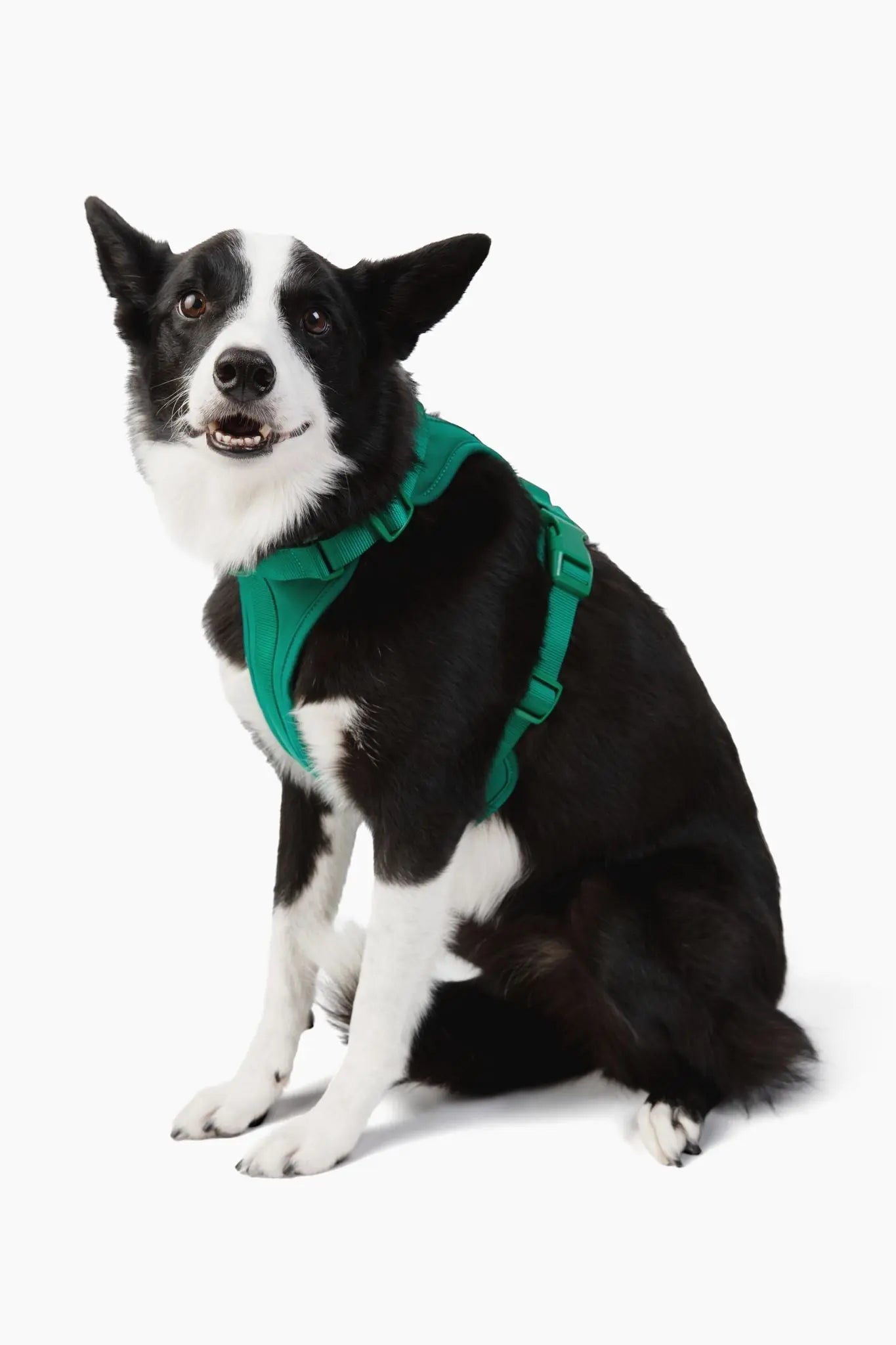 Harness - K9 Outdoors