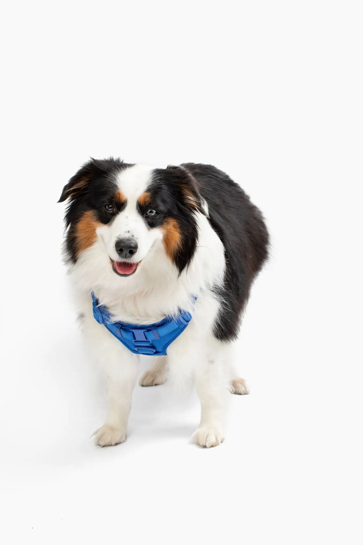 Step In Dog Harness