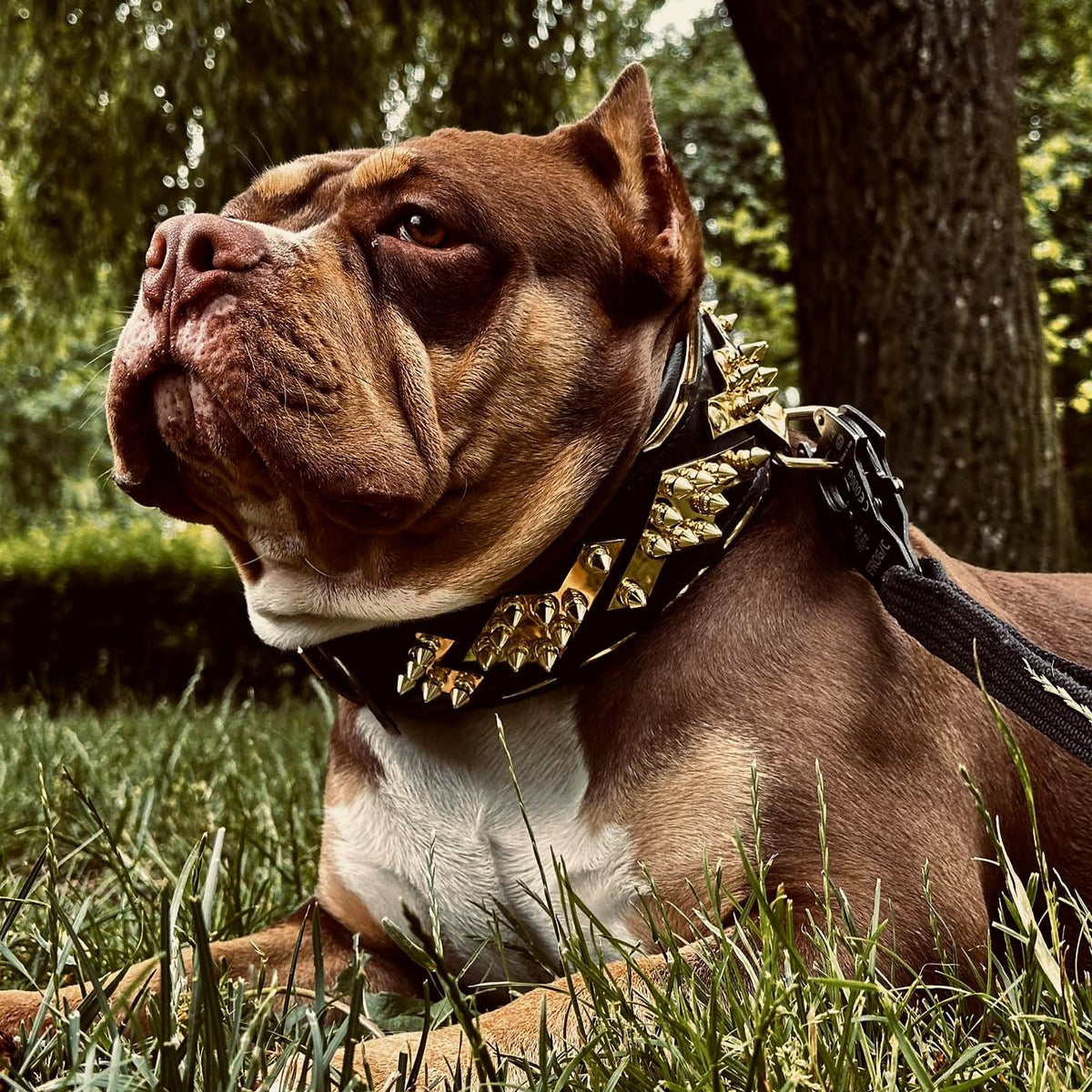 Bestia Midas Leather Dog Collar – Gold