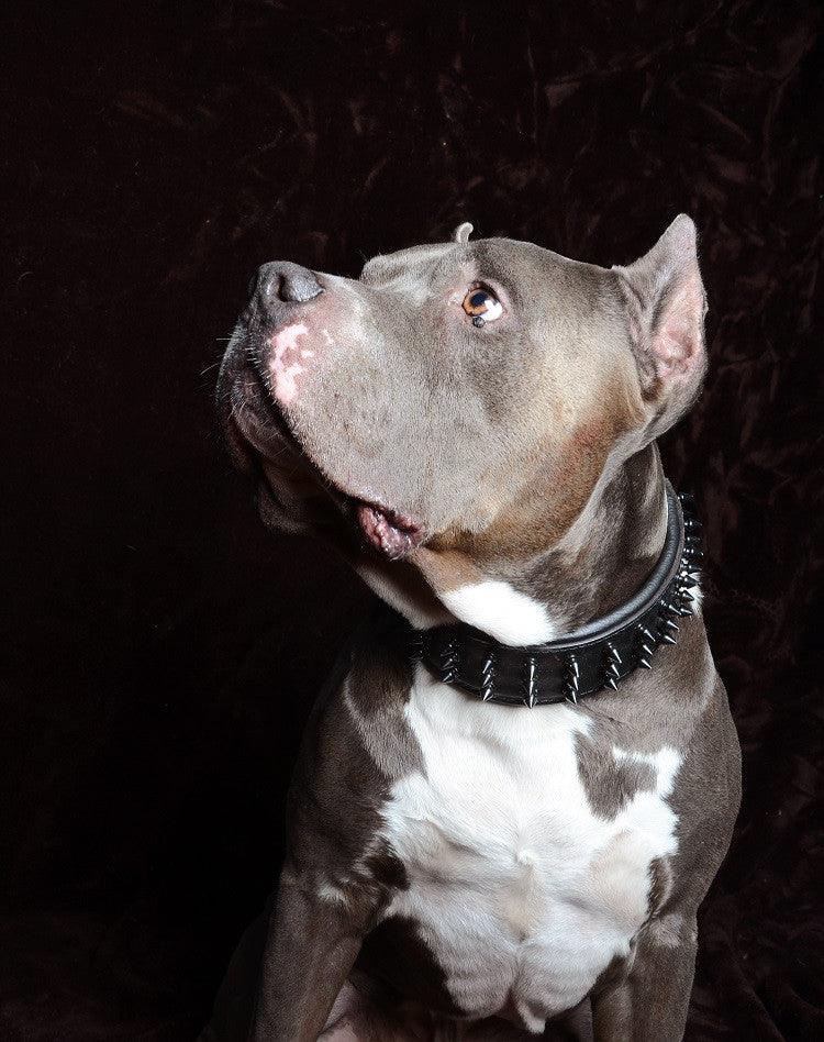 Bestia Black Giant Leather Dog Collar
