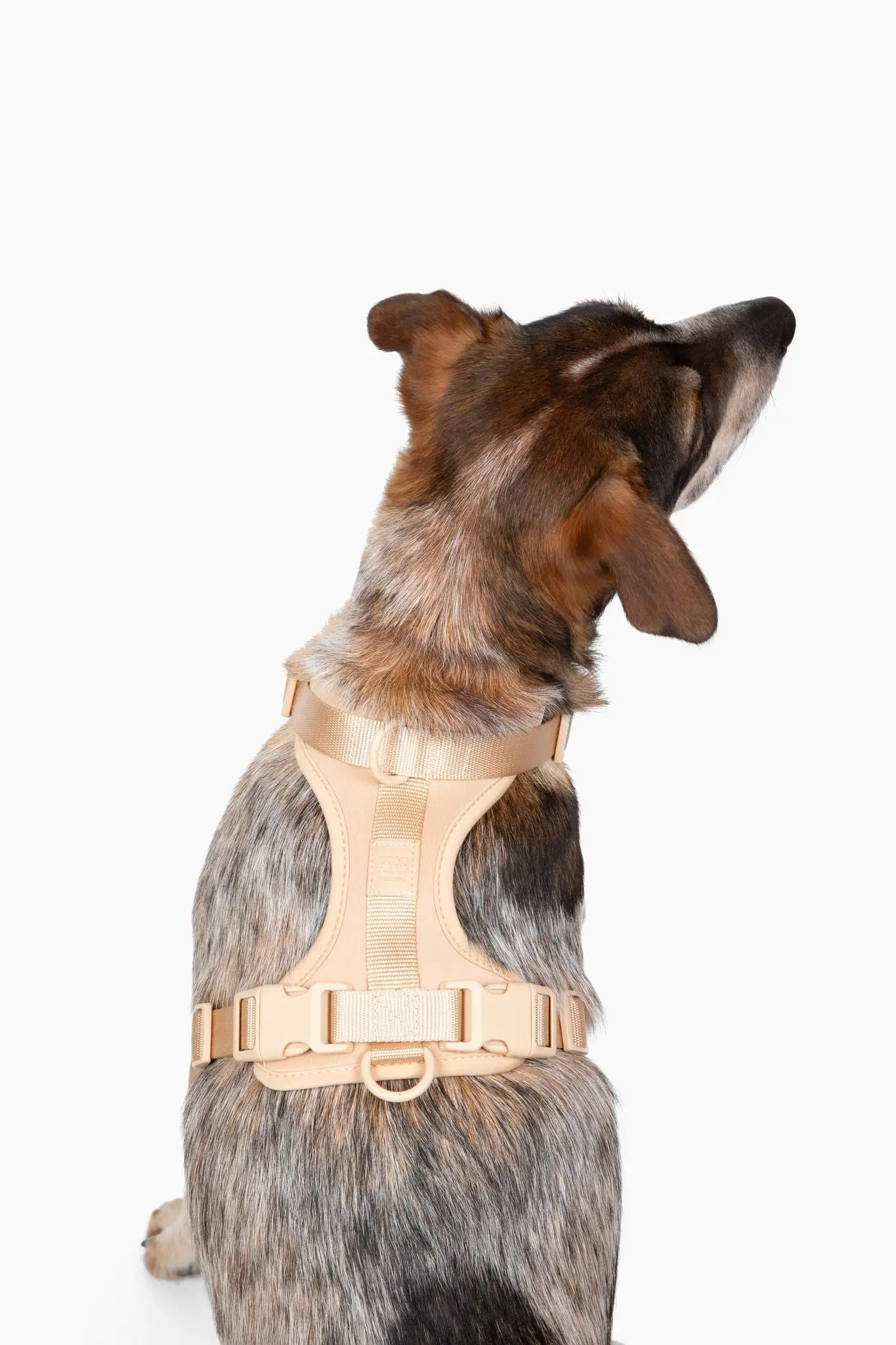 Harness - K9 Outdoors
