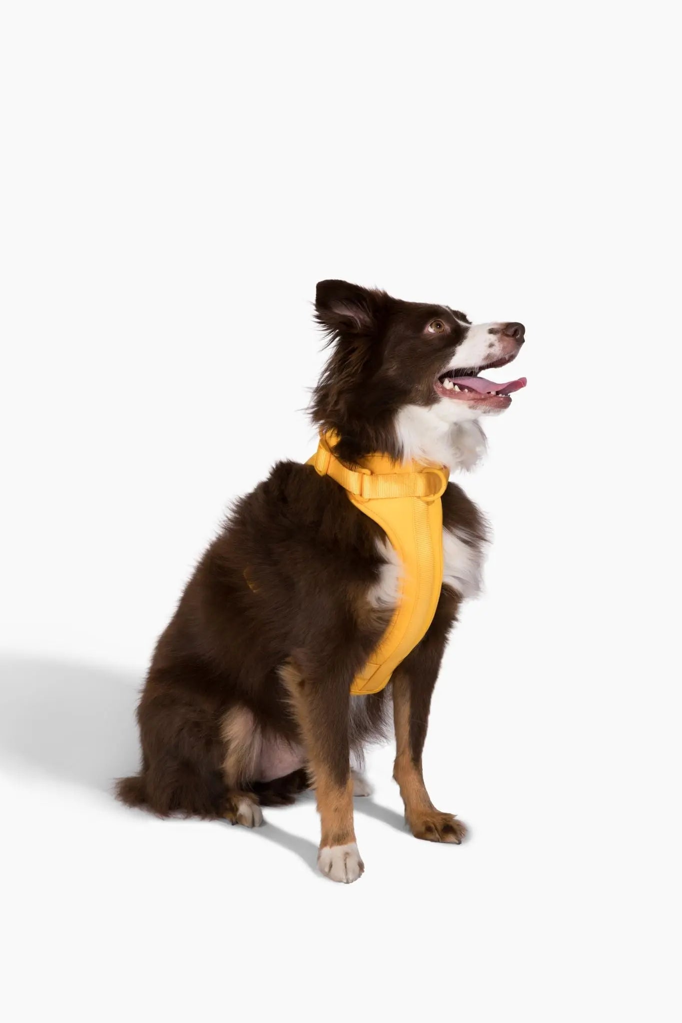 Harness - K9 Outdoors