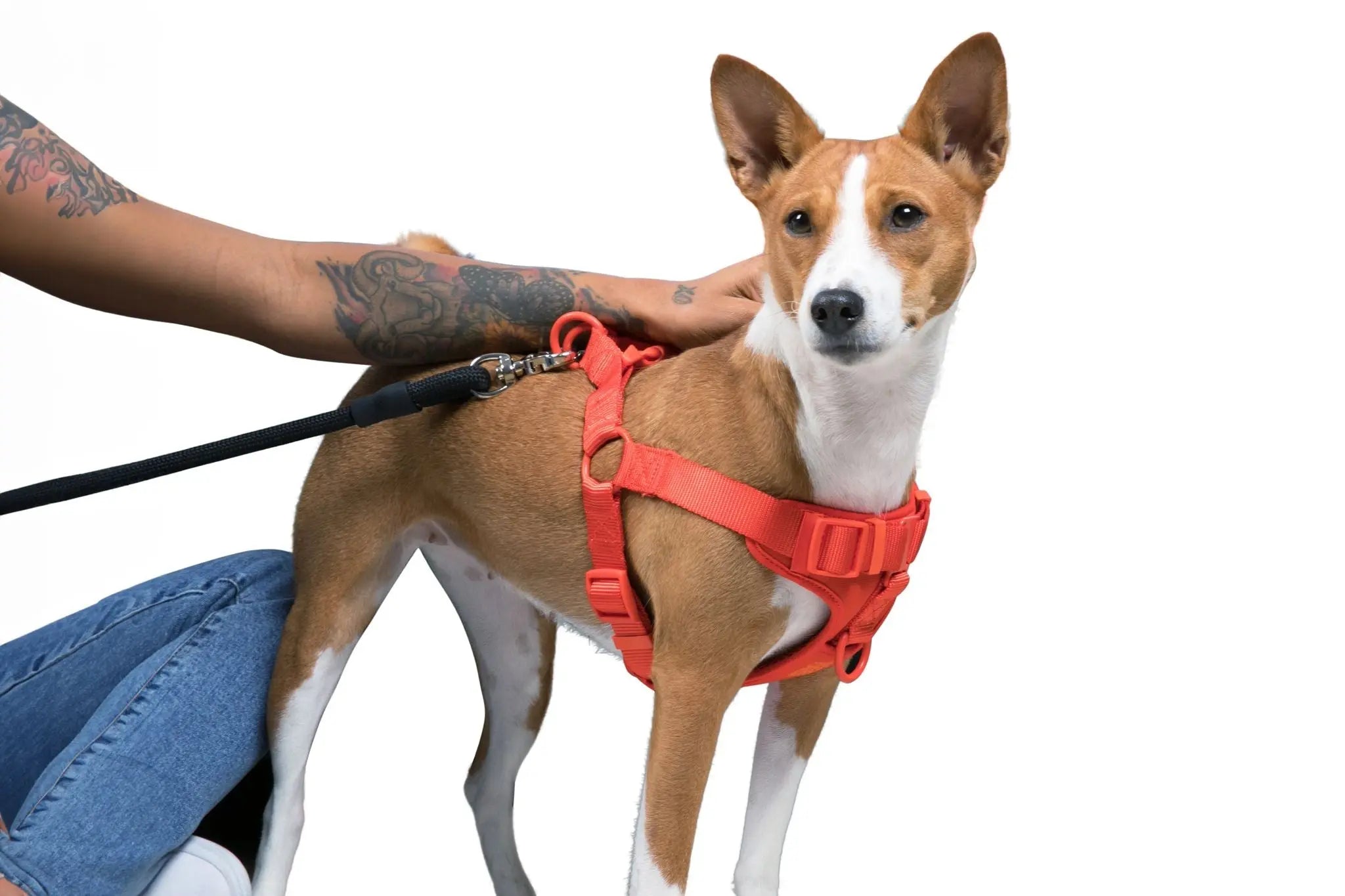 Step In Dog Harness - K9 Outdoors