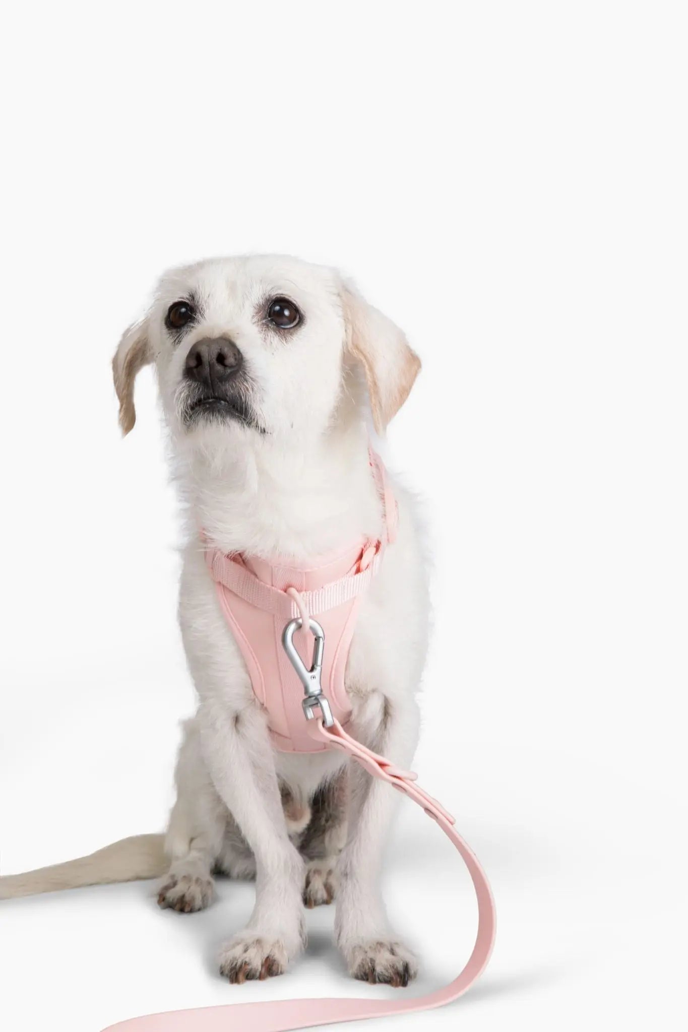Harness