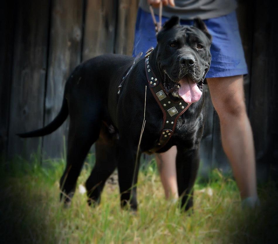 Bestia Eros Leather Dog Harness – Brown