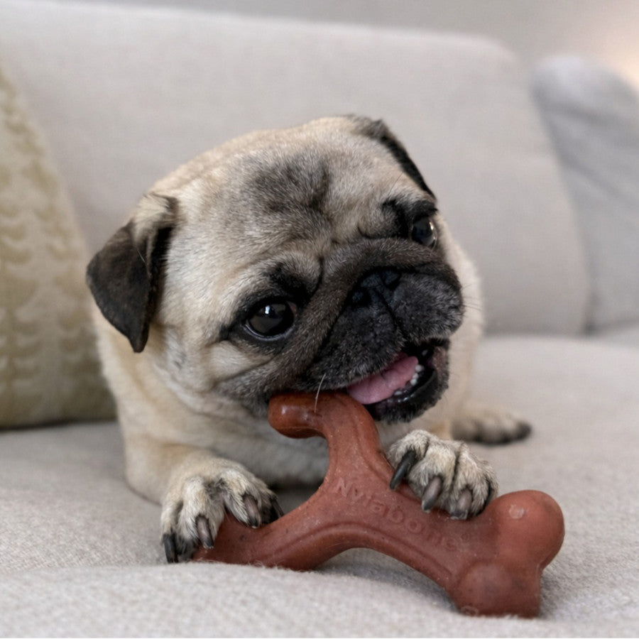 Nylabone Strong Chew Wishbone Dog Chew Toy Made with Real Bacon, Small (1 ct)