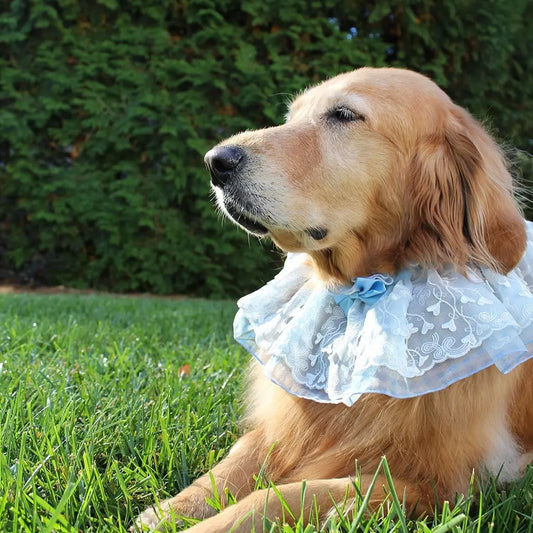 Your Grace Lace Bandana WOOFESSENTIAL